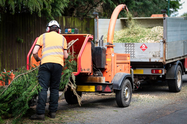 Best Firewood Processing and Delivery  in Loxahatchee Groves, FL